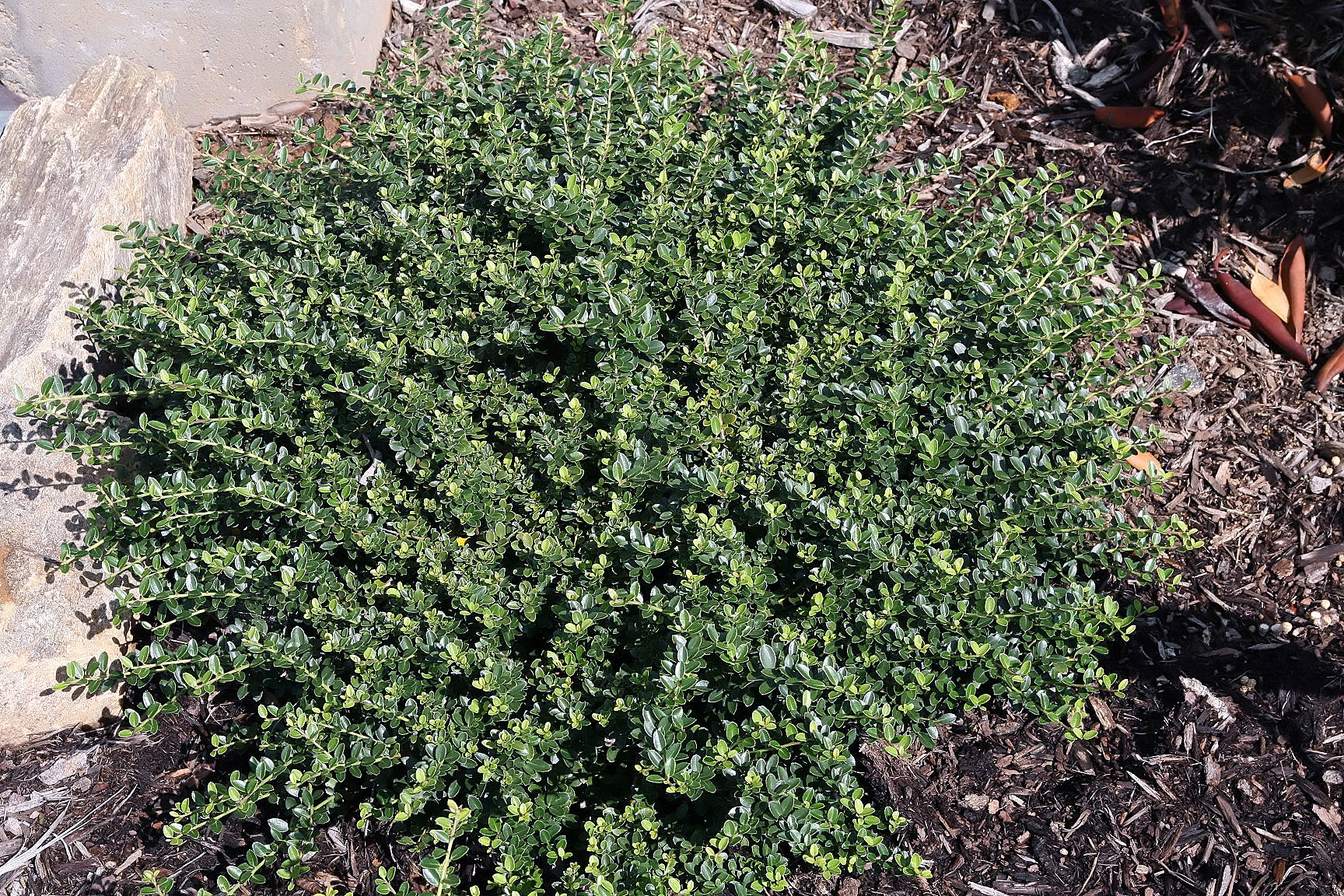 Boxwood alternatives photo 3.jpg